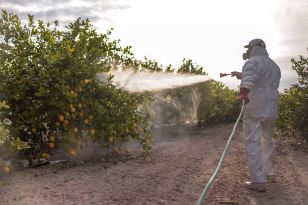Best Termite Control Services  in Woodward, OK