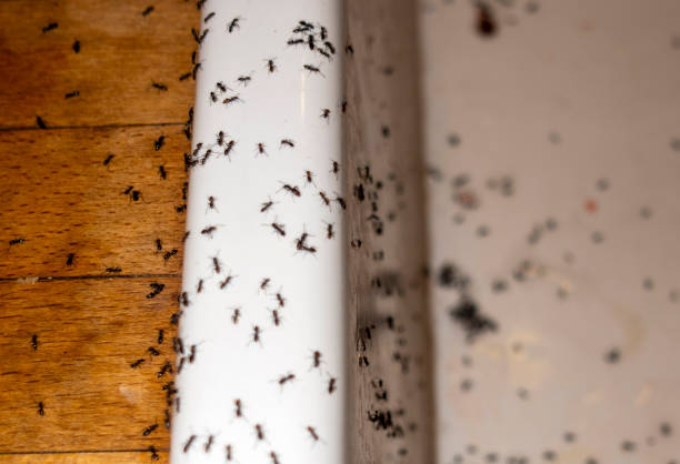 Best Wasp Removal Services  in Woodward, OK